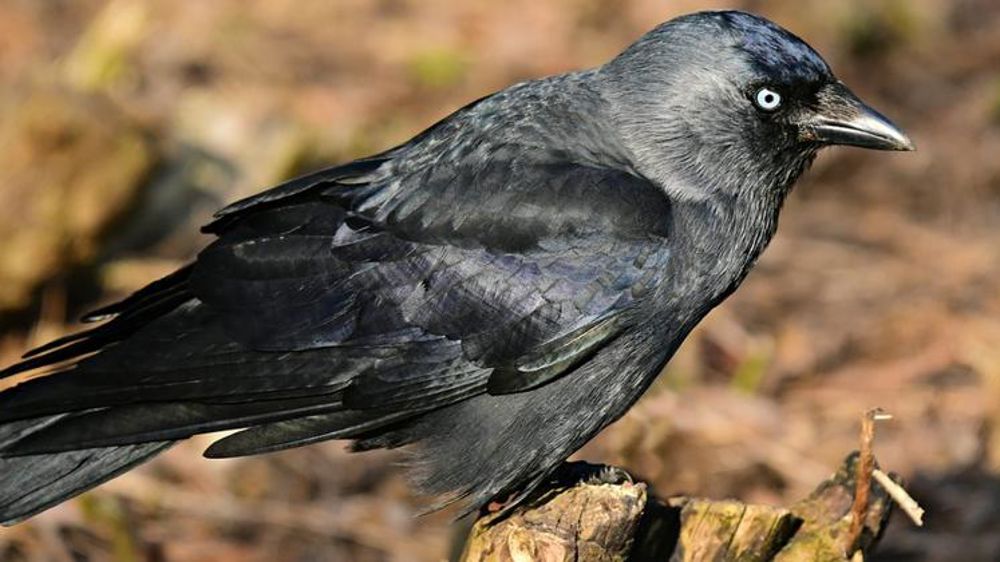 Ils invitent les ministres à constater les dégâts de choucas