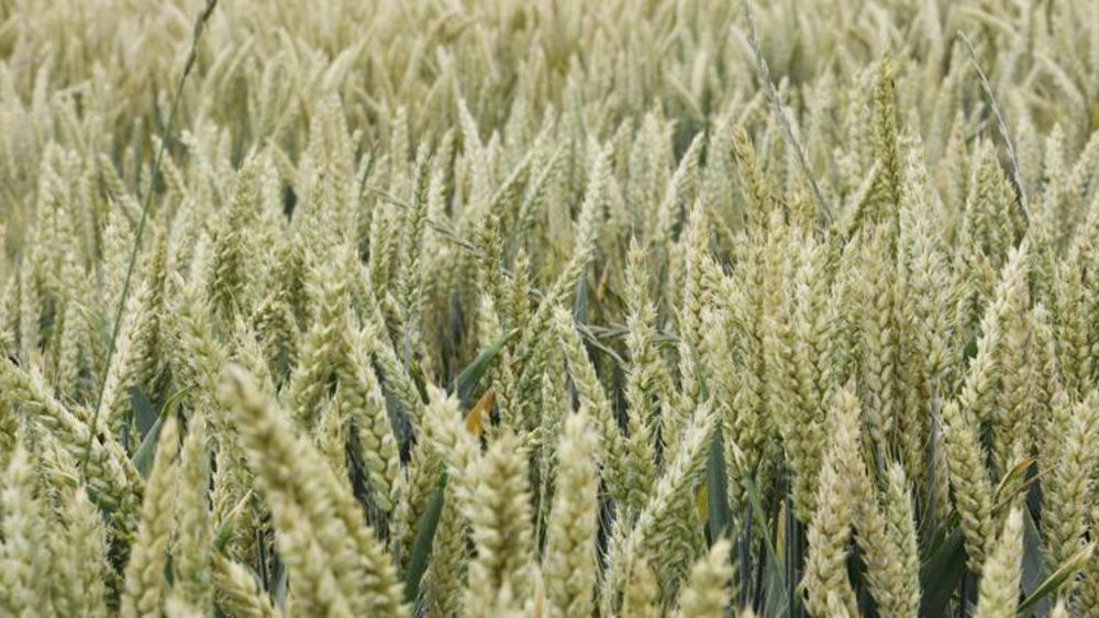 Une récolte record de blé et maïs en vue