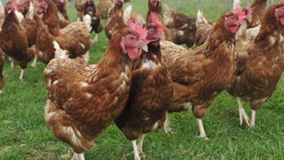 Plus d’une poule sur deux est élevée hors cage en France Plus d’une poule sur deux est élevée hors cage en France