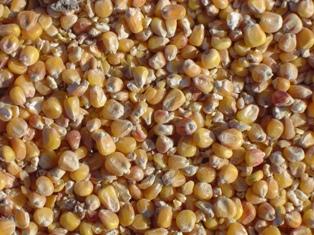 La France, premier producteur européen et premier exportateur mondial de semences, multiplie en moyenne 50.000 ha de semences de maïs et produit en moyenne 180.000 t d’hybrides commerciaux dont 55 % sont exportés très principalement sur les pays européens.