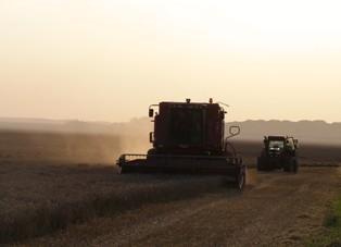 Les premières tendances laissent entendre que la production française de blé dur devrait se situer autour de 1,9-2 millions de tonnes, soit une baisse de 21 % sur un an, du fait d'une baisse des surfaces (- 8 %) et d'une baisse des rendements moyens (- 14 %) selon Agreste.