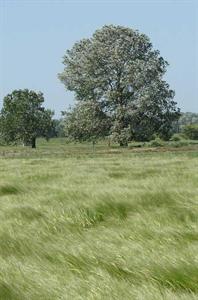 Sur Bollène (30), un essai réalisé par Arvalis a démontré tout l’intérêt d’une conduite technique pointue, puisque les rendements ont atteint les 120 q/ha.