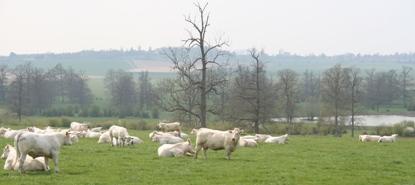 L'avance sur les aides Pac doit prendre en compte les problèmes de remplacement des effectifs engendrés par la vente anticipée d'animaux