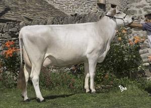 Vedette TB 89 (Dalton x Denmark x Emory) - sa fille par Juleng à la vente