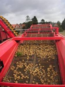 Les conditions actuelles particulièrement humides font que 80% des pommes de terre sont encore en terre, signe d’arrachages particulièrement en retard.