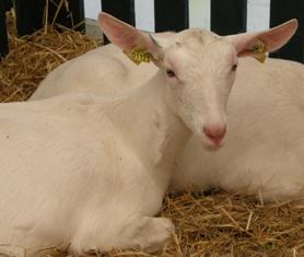 groupement de producteurs Ovi Ouest  chevrettes