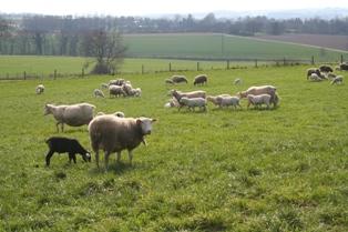 Troupeau d'ovins au pré