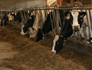 Keenan et Sanders s’engagent sur l’amélioration de l’efficacité alimentaire de la ration.