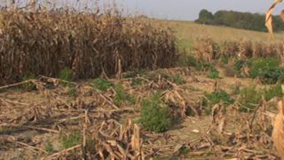 Étourneaux et sangliers poussent les agriculteurs à bout