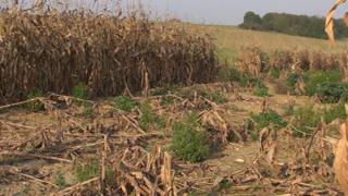 Étourneaux et sangliers poussent les agriculteurs à bout Étourneaux et sangliers poussent les agriculteurs à bout