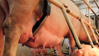 Un dispositif anti-écrasement pour les porcelets Un dispositif anti-écrasement pour les porcelets