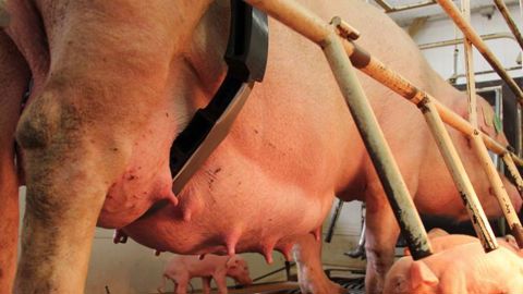 Un dispositif anti-écrasement pour les porcelets