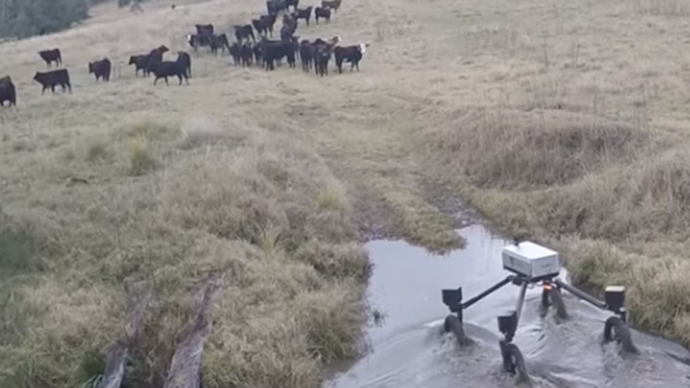 Un robot comme chien de troupeau