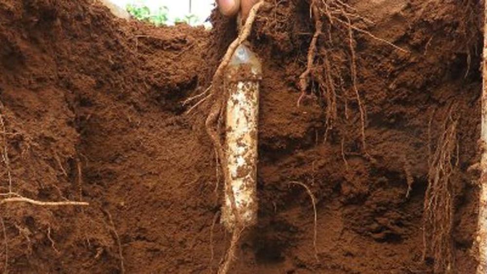 Un capteur pour mesurer les nitrates dans le sol