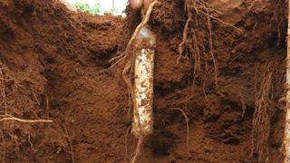 Un capteur pour mesurer les nitrates dans le sol Un capteur pour mesurer les nitrates dans le sol