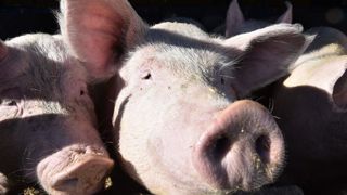 Huawei passe du smartphone au cochon Huawei passe du smartphone au cochon