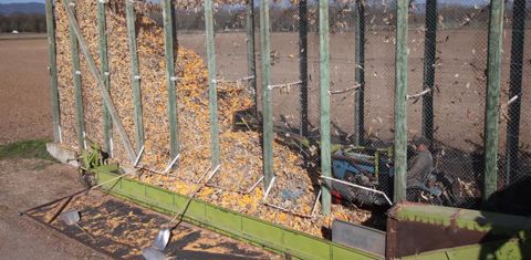 Pour vider les cribs, des trappes sont ouvertes en bas et les épis tombent par gravité. Ils sont récupérés par un bac équipé d’un redler, qui les conduit dans la moissonneuse-batteuse. © P. Peeters