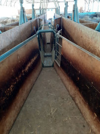 Le tunnel et le bâton de lecture Allflex pour les boucles électroniques remplissent automatiquement les données d’entrée et de sortie des animaux. © C. Crespy