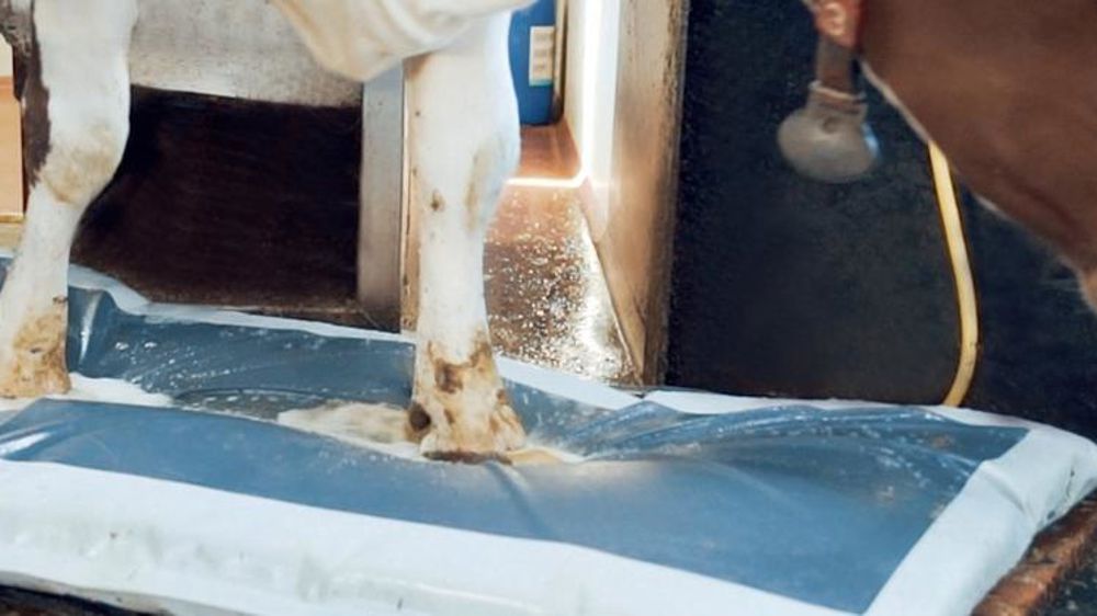 Un matelas de traitement des onglons