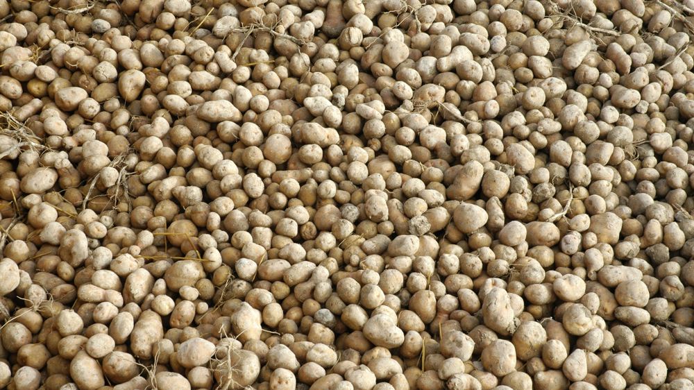 Le rendement chuterait de 10 % en 2016