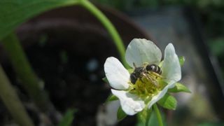 Les abeilles sauvages également touchées Les abeilles sauvages également touchées