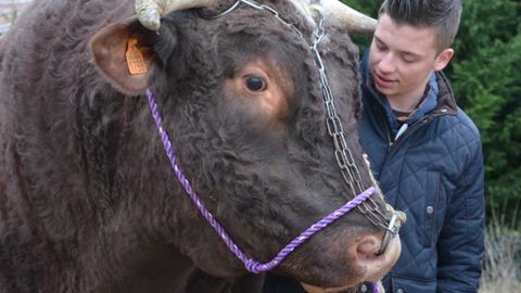 Le fils de Frédéric Jaffré, Antoine, 16 ans, était le fidèle préparateur et accompagnateur du taureau. © A. Richard