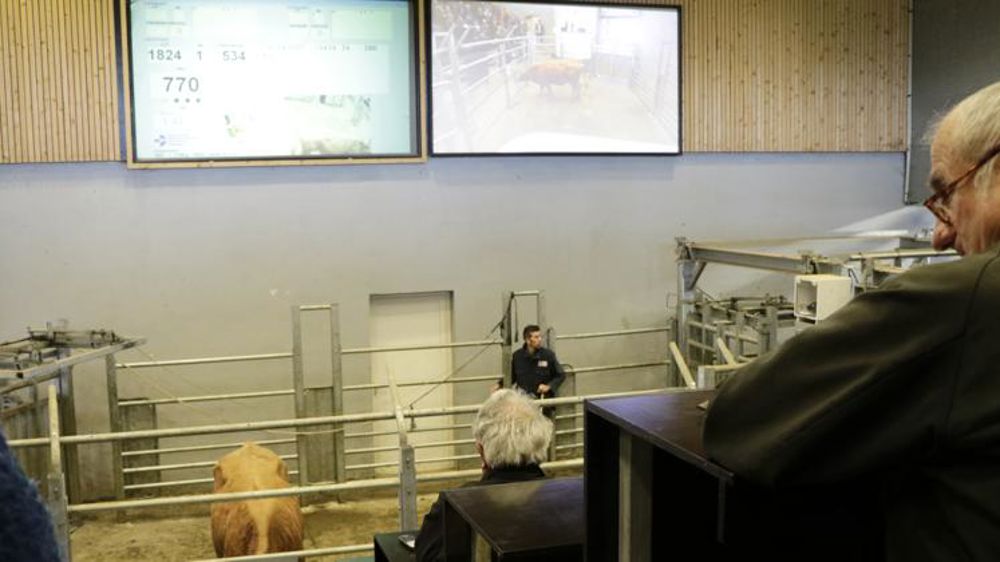 Des broutards aux enchères par vidéo