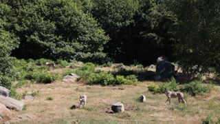 Un député européen demande la révision du statut du loup Un député européen demande la révision du statut du loup