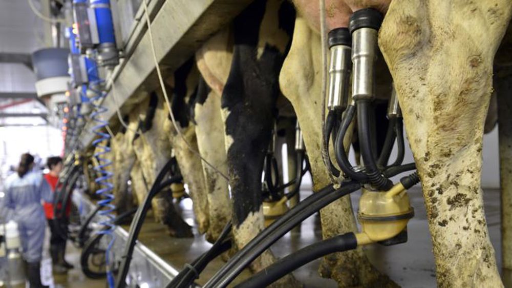 La collecte laitière continue de reculer