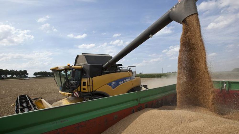 Blé et orge rebondissent (Tallage)