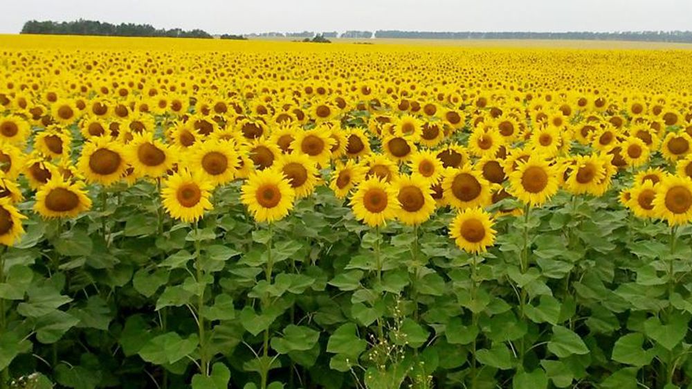AgroGeneration renoue avec les bénéfices