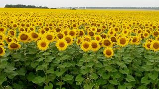 AgroGeneration renoue avec les bénéfices AgroGeneration renoue avec les bénéfices