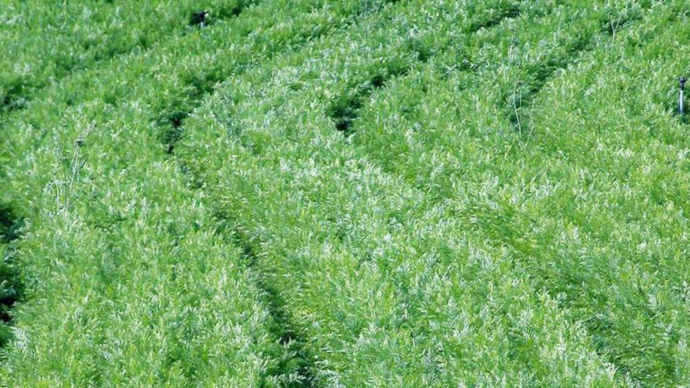 La production de carottes progresse de 1 %