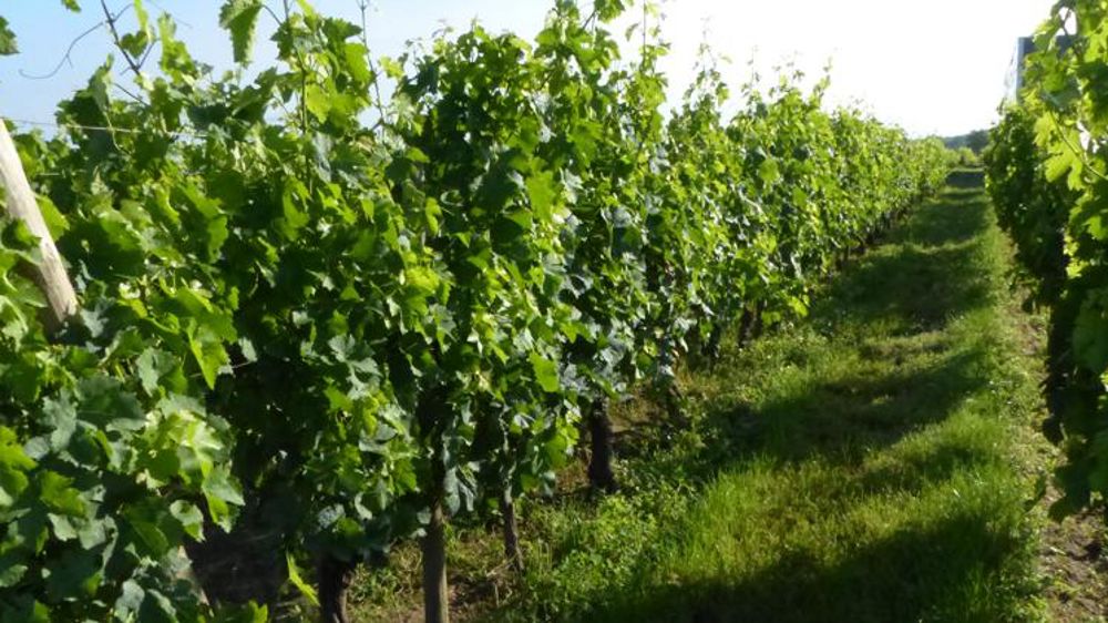 Feu vert de la filière à 13 variétés