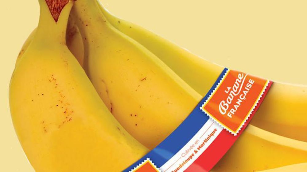 Les bananeraies de la Martinique ont été touchées par la tempête Matthew.