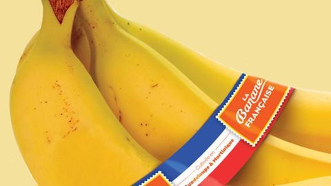 Les bananeraies de la Martinique ont été touchées par la tempête Matthew. Les bananeraies de la Martinique ont été touchées par la tempête Matthew.