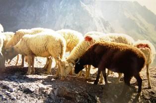 corse ovin moutons sécheresse