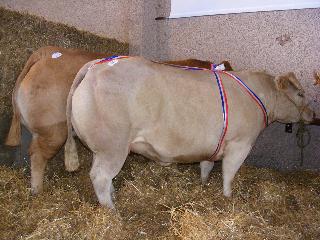 festiboeuf