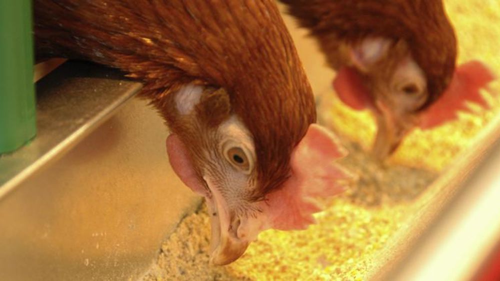 Le prix des œufs se redresse