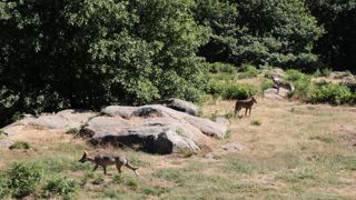 La propagation du loup inquiète les éleveurs La propagation du loup inquiète les éleveurs