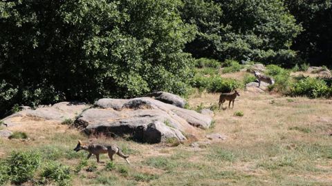 La propagation du loup inquiète les éleveurs La propagation du loup inquiète les éleveurs