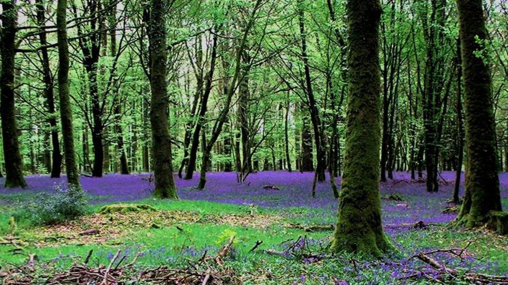 Bientôt les élections de la propriété forestière