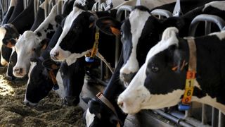Bruxelles ne vend toujours pas sa poudre Bruxelles ne vend toujours pas sa poudre