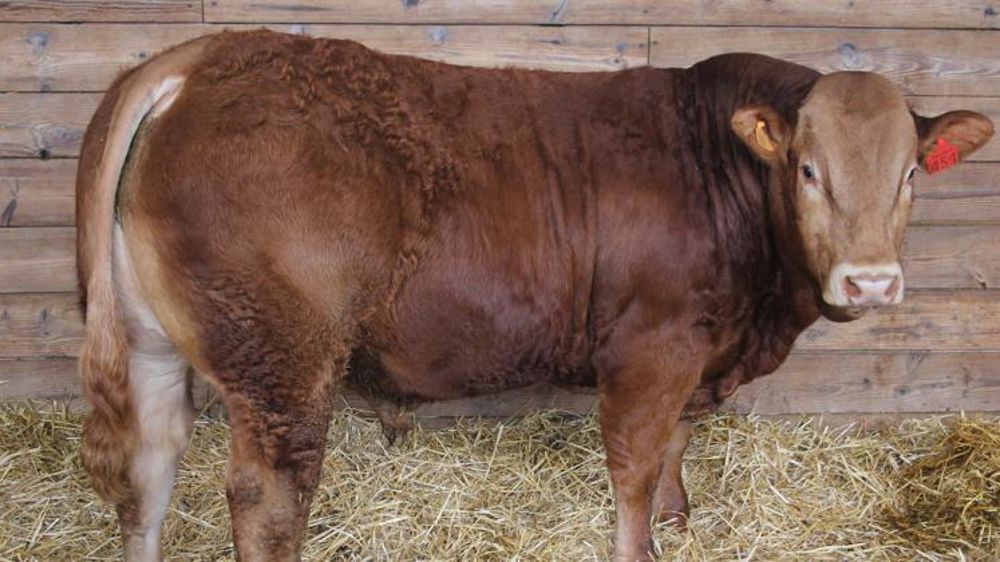 En RJ, Loubard, né au Domaine des Étoiles (Charente), a remporté les enchères.