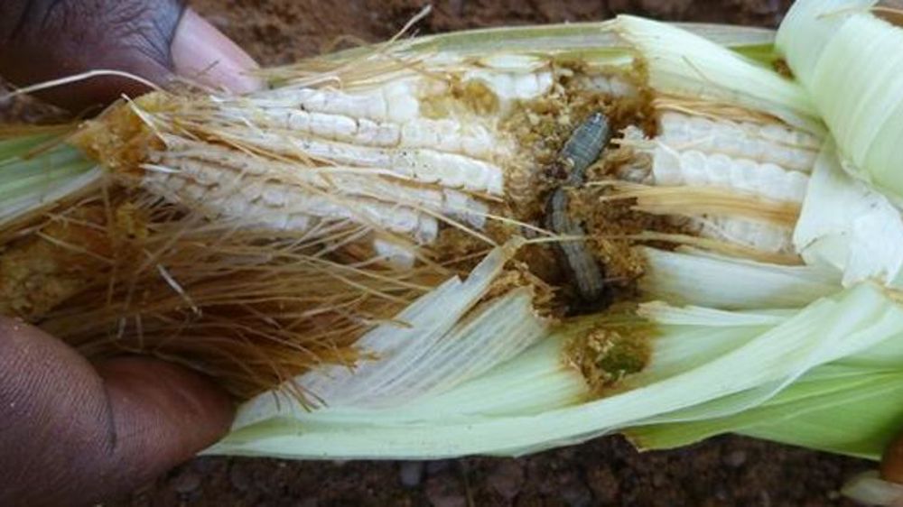 © Centre international pour l’agriculture et les biosciences (Cabi)