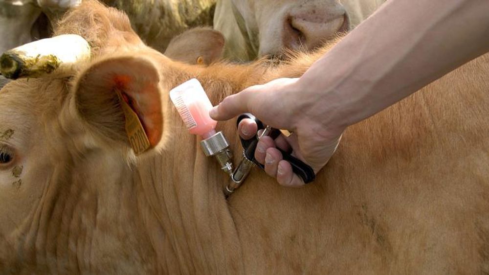 Les commerçants en bestiaux réclament la vaccination obligatoire