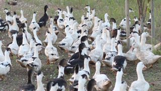 La FDSEA des Landes favorable à l’abattage total des canards La FDSEA des Landes favorable à l’abattage total des canards