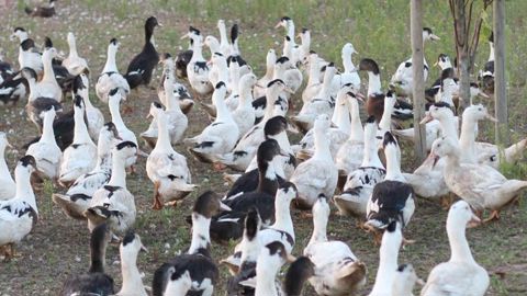 La FDSEA des Landes favorable à l’abattage total des canards La FDSEA des Landes favorable à l’abattage total des canards