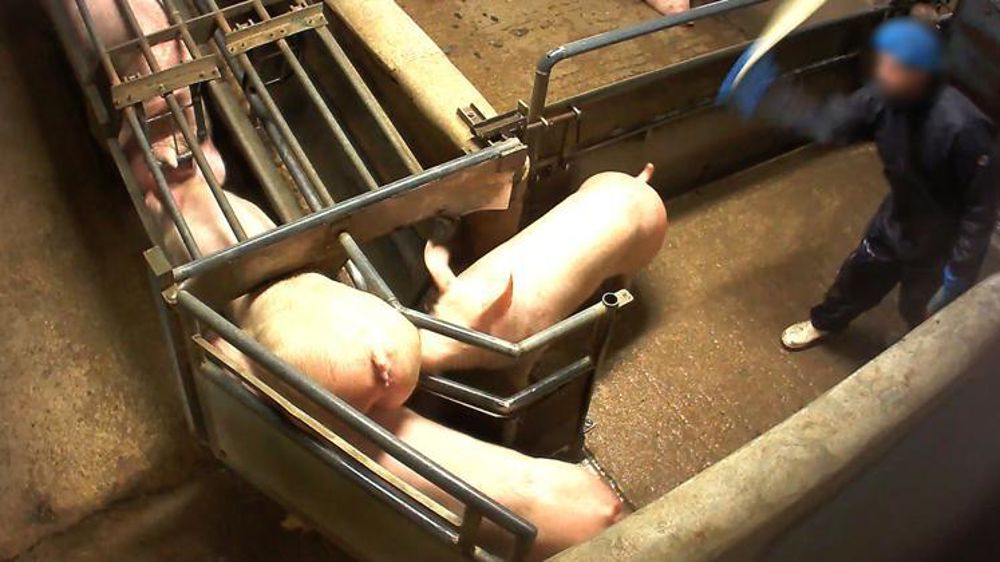 L’association L214 a filmé à l’abattoir de Houdan. © Jonathan Le./L214