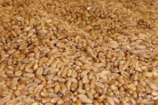 Production de grains record au Kazakhstan